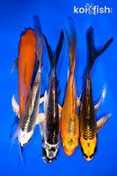 PACK OF (5) 4.5-6" BUTTERFLY KOI