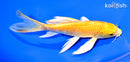 7" YAMABUKI OGON BUTTERFLY