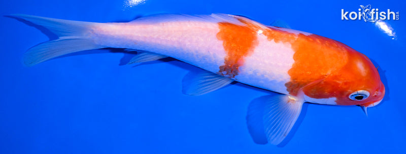 6.75" KOHAKU