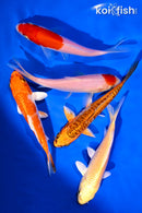 PACK OF (5) 4-5" STANDARD KOI