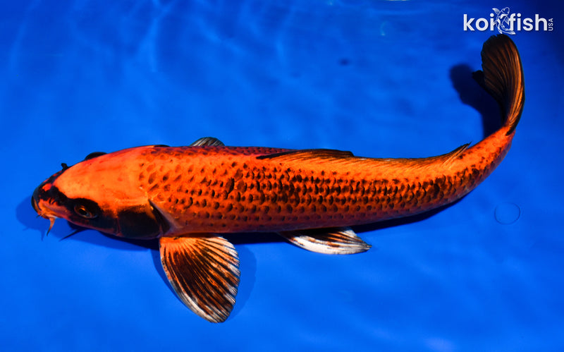 15.5" ORENJI MATSUBA