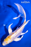 7.25" ARAGOKE LEMON HARIWAKE BUTTERFLY