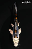 4.25" BENI KIKOKURYU