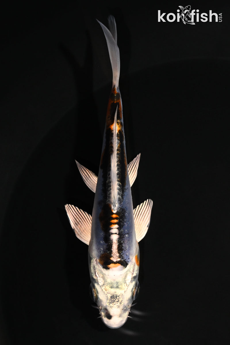 4.25" BENI KIKOKURYU