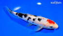 8" TANCHO SANKE