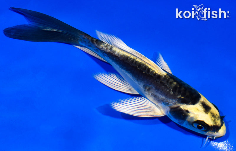 5" KIN KIKOKURYU BUTTERFLY