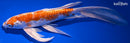 9.5" KIKUSUI BUTTERFLY