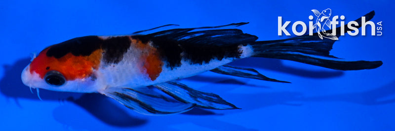 4.5" SANKE BUTTERFLY