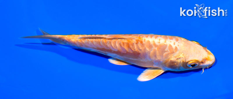 5" ARAGOKE ORENJI OGON