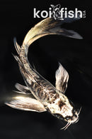 7" GINRIN ARAGOKE KIKOKURYU BUTTERFLY