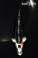 5.25" BENI KIKOKURYU