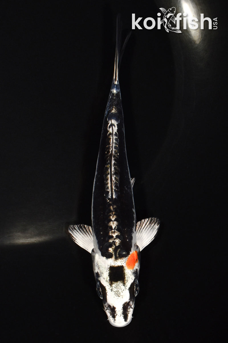 5.25" BENI KIKOKURYU