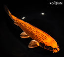 10.75" GINRIN ORENJI MATSUBA