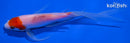 5.5" KOHAKU BUTTERFLY