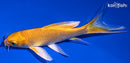 5.25" YAMABUKI OGON BUTTERFLY