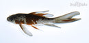 5.75" GINRIN OCHIBA SHIGURE BUTTERFLY
