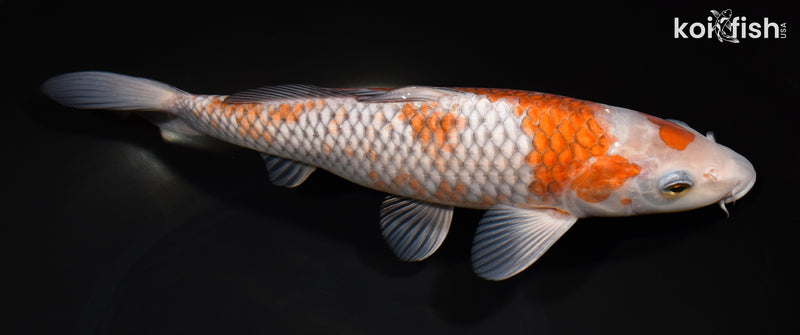 11.5" OCHIBA SHIGURE