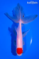 6.25" TANCHO WATONAI GOLDFISH