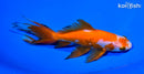 6.25" WATONAI GOLDFISH