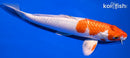 9.75" YAMATO NISHIKI