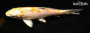5.75" HARIWAKE