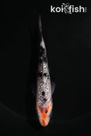4" GINRIN BENI MATSUKAWABAKE