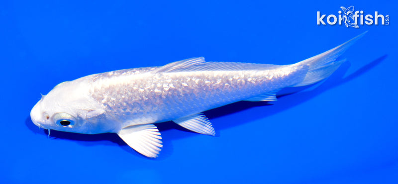 5" GINRIN PLATINUM OGON
