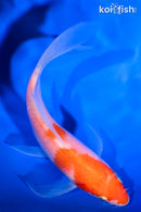 5.25" KOHAKU BUTTERFLY