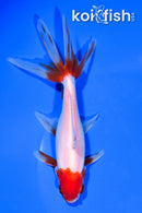 5.75" SARASA WATONAI GOLDFISH