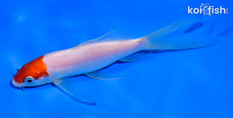 6" HOODED KOHAKU BUTTERFLY