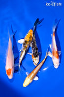 PACK OF (5) 4-5" STANDARD KOI