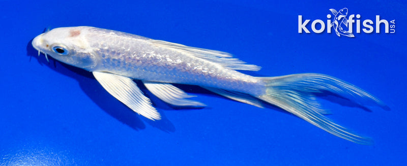 4.5" GINRIN PLATINUM OGON BUTTERFLY