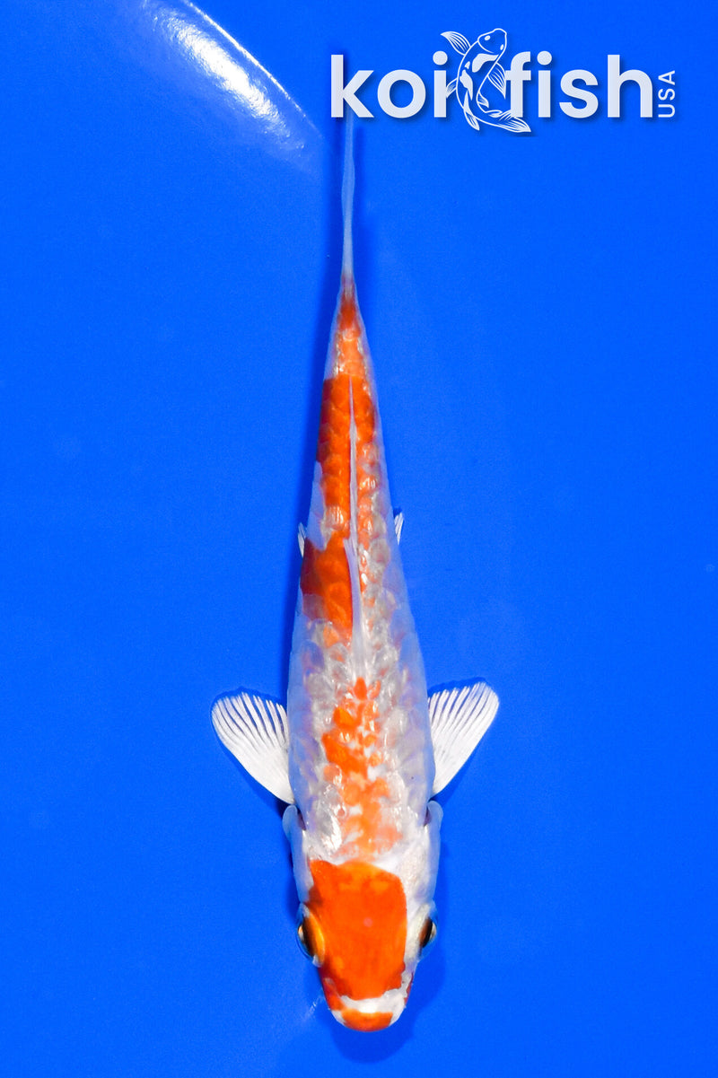 3.75" GINRIN HARIWAKE