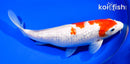9.75" GINRIN KOHAKU