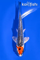 4.25" TANCHO BENI KIKOKURYU