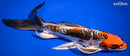 10.25" BENI KIKOKURYU BUTTERFLY