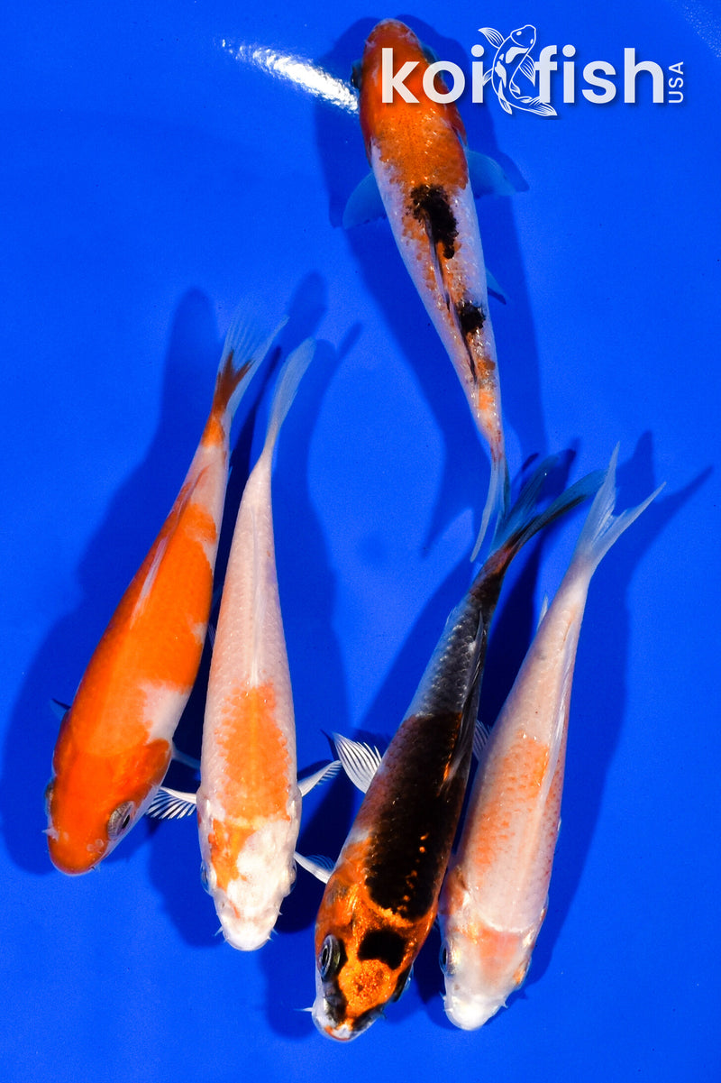 PACK OF (5) 3.75" STANDARD KOI