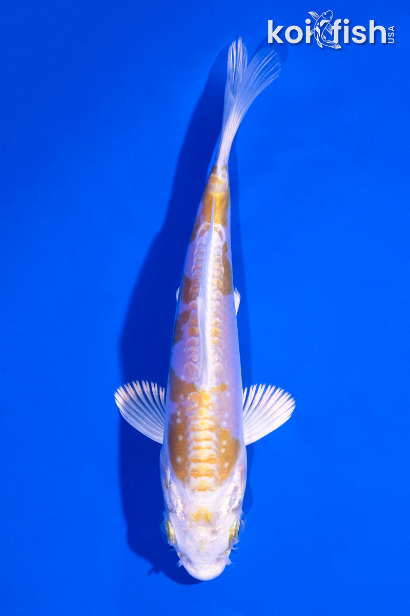 4.75" DOITSU LEMON HARIWAKE