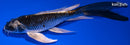 7.25" KABUTO BUTTERFLY
