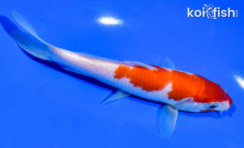 5.5" KOHAKU