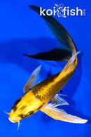 6.5" KI MATSUBA BUTTERFLY