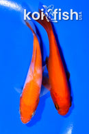 PAIR OF (2) 5" KOI AND GOLDFISH