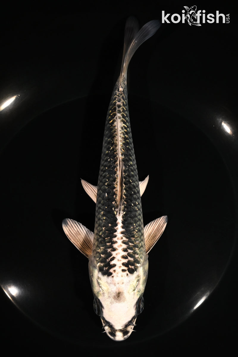 7.25" GINGA