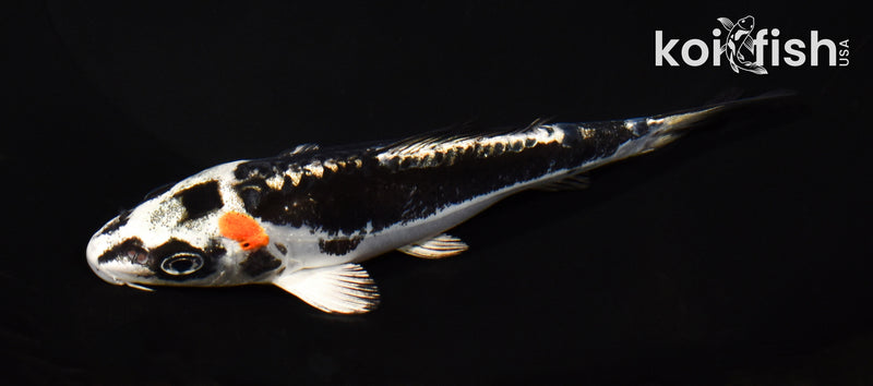 5.25" BENI KIKOKURYU