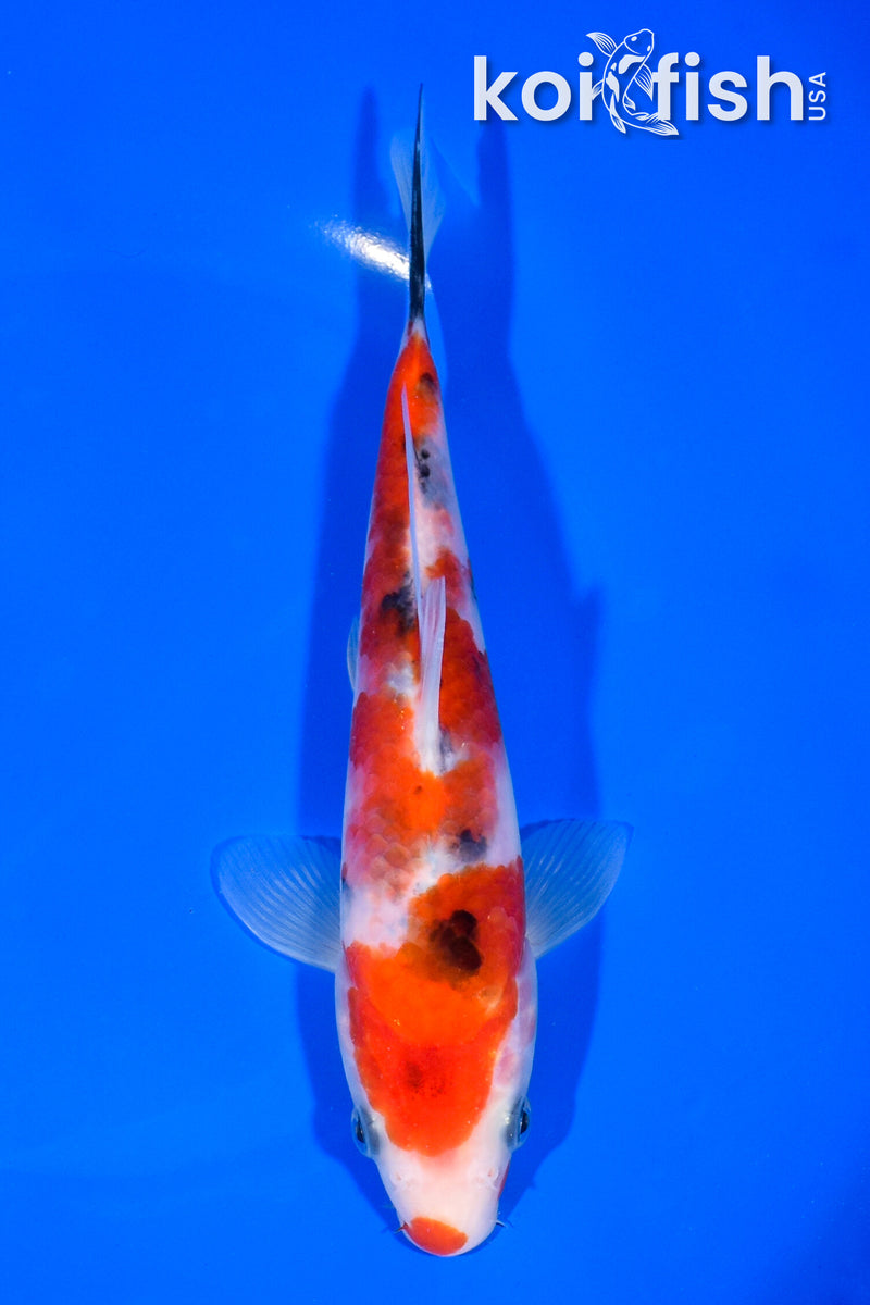 7.5" SANKE