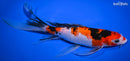 10" SANKE BUTTERFLY