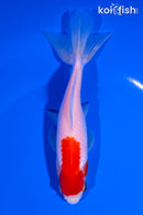 5.75" SARASA WAKIN GOLDFISH