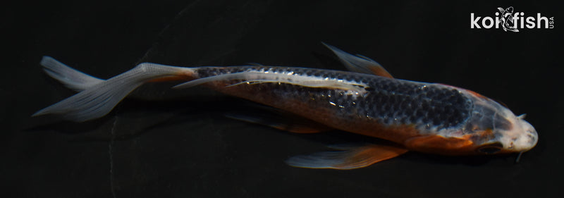 5.5" HI ASAGI BUTTERFLY