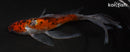 7.5" SHUBUNKIN GOLDFISH