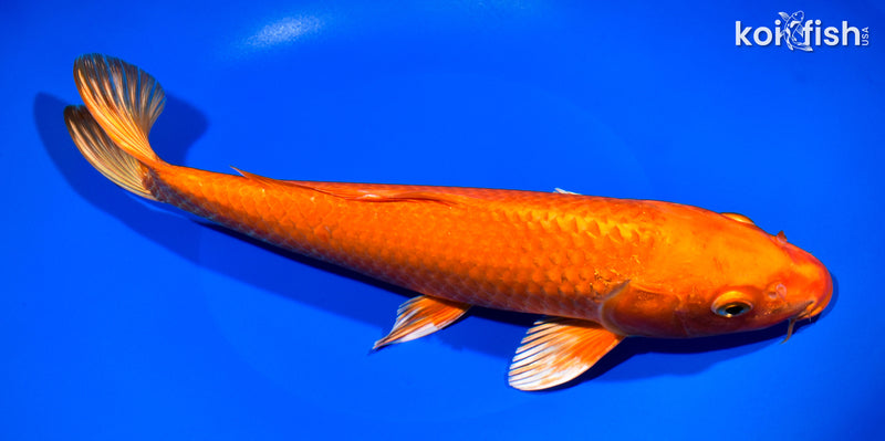 11.25" ORENJI OGON